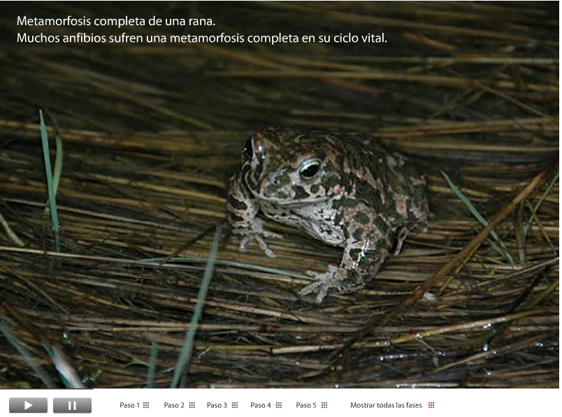 RECURSOS