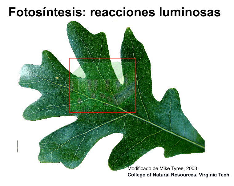 RECURSOS